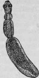 Tenia Echinococcus; Enlarged (Mosler and Peiper).