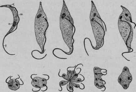 Trypanosoma, showing Multiplication by Division (fromLaveran).