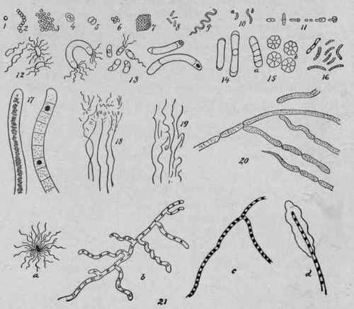Types of Micro organisms.