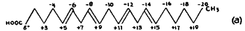 Hypothesis of the synthesis of the allopregnane radical