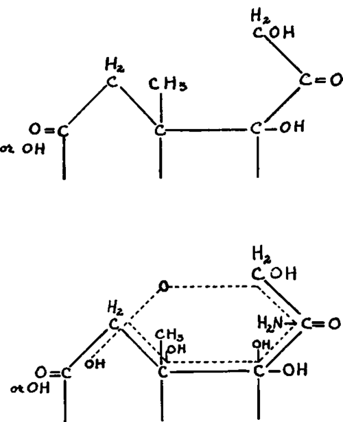 Hypothetical view of the template formation between carbon 11 and carbon 21 of the corticoid molecule