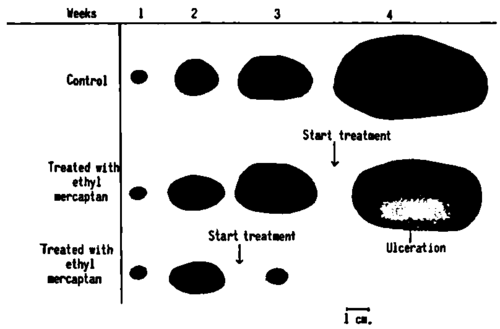 Influence exerted by ethyl mercaptan upon a sarcoma induced by benz pyrene