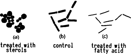 Influence of lipids upon microbes