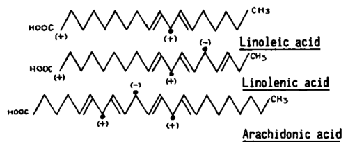 Relationship between the positive charge of the methylenic carbon and the character of essential fatty acid