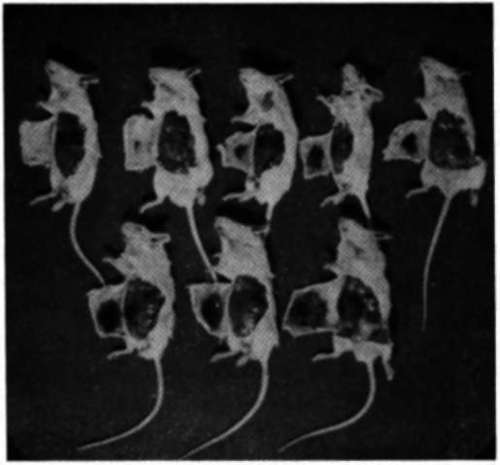 Shows graded extent of hemorrhagic infiltration obtainable with progressive amounts of ficin injected subcutaneously in the abdominal region in mice
