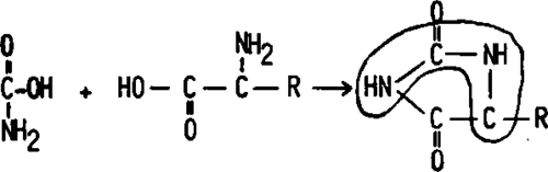 The bond between the carbamic acid and an amino acid group