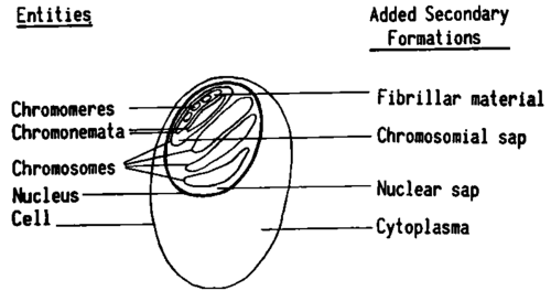 The hierarchic relationship in the organization of morphological entities