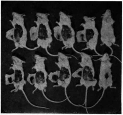 The influence exerted by butanol upon the hemorrhage induced by ficin injection