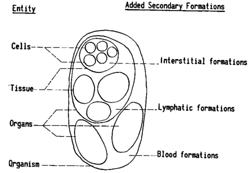 The oganization above the cells