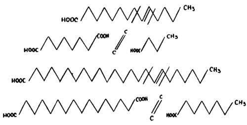 Through the emplacement of the double bond in the molecules of the monoethenoids