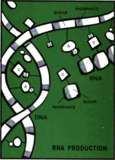 Coded instructions in the master nucleic acid