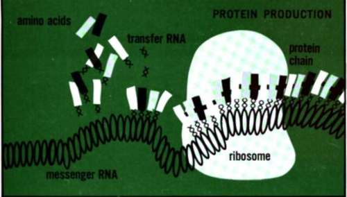 Proteins