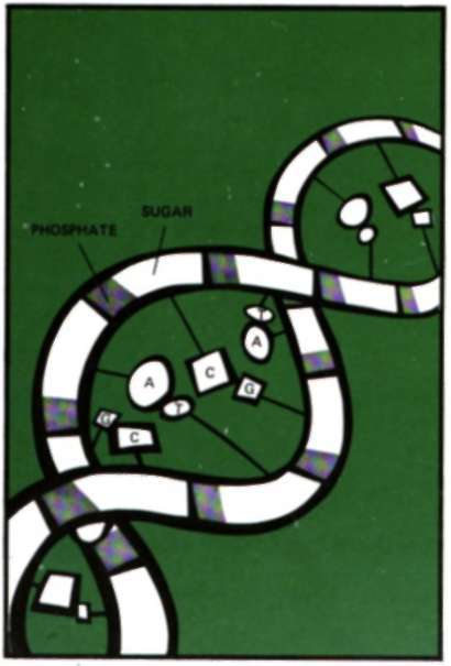 The muter molecule of life, DNA