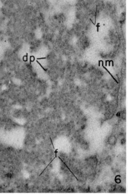 Cell similar to that of figure 5
