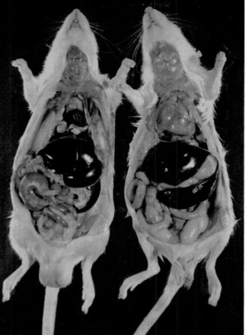 normal uninoculated rat