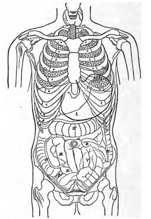 Fig. 301. Outline cut, showing relative position of the internal organs.