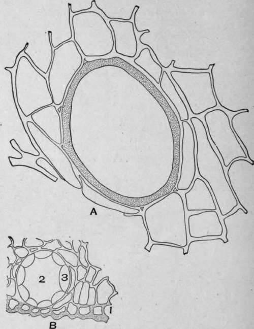 A. Cross section of a portion of canella alba bark (Canella alba, Murr.).