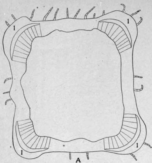 A. Diagrammatic sketch of the cross section of catnip stem.
