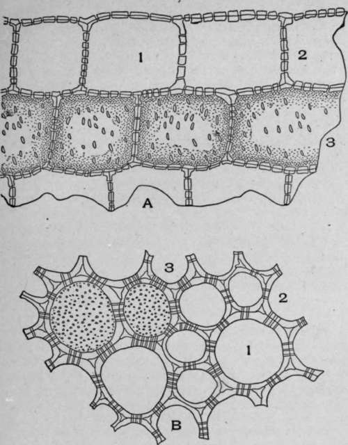 A. Longitudinal section of the pith parenchyma of grindelia stem {Grin delta squarrosa, [Pursh] Dunal).