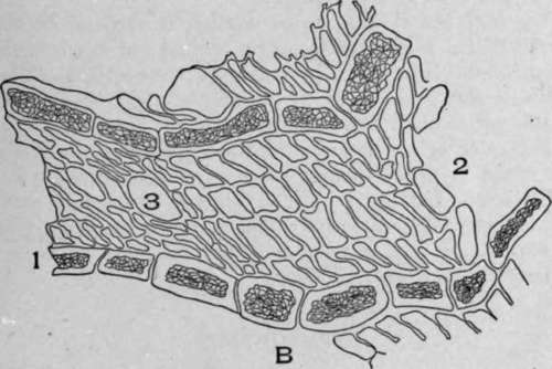B. Cross section of white pine bark (Pinus strobus, L.).