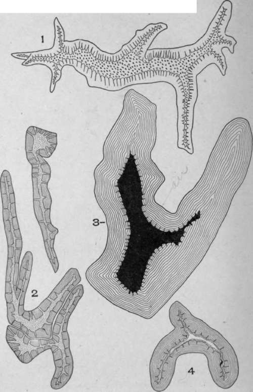 Branched Stone Cells.