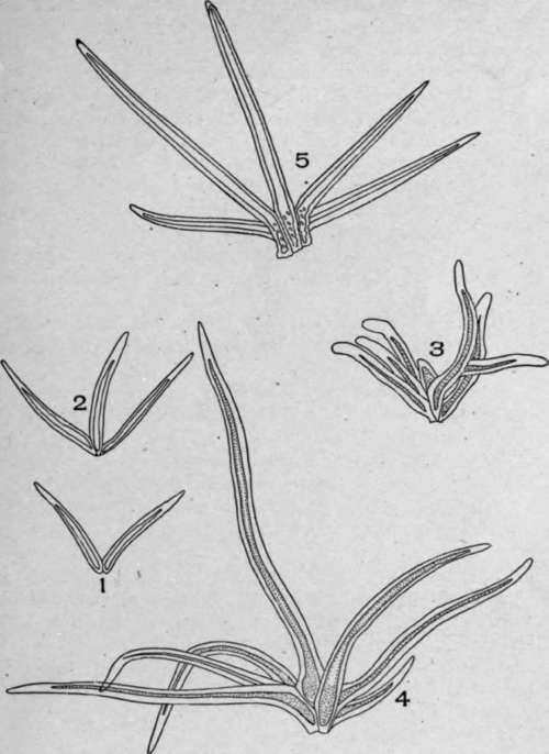 Clustered Unicellular Hairs.