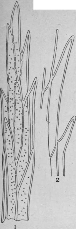 Cork Periderm HistologyOfMedicinalPlants 79