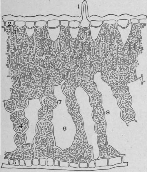 Cross Section Mountain Laurel (Kalmia latifolia, L.).