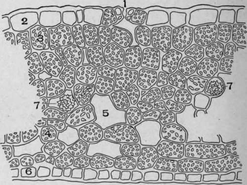 Cross Section Trailing Arbutus Leaf (Epigaea repens, L.).