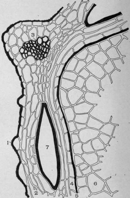 Cross Section of Celery Fruit (Apium graveolens, L.).