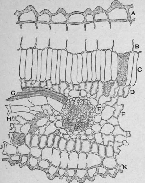Cross Section of Klip Buchu just over the Vein.