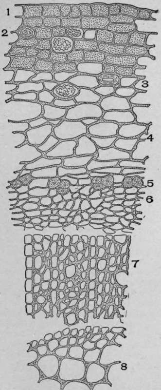 Cross Section of Rhizome of Ruellia ciliosa, Pursh.