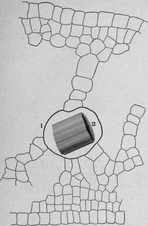 Cross Section of Skunk cabbage Leaf (Symplocarpus faetidus, [L.] Nutt.).