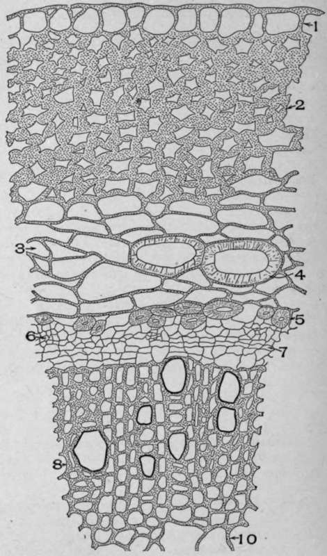 Cross Section of Stem of Ruellia ciliosa, Pursh.