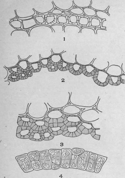 Cross Sections of Endodermal Cells.