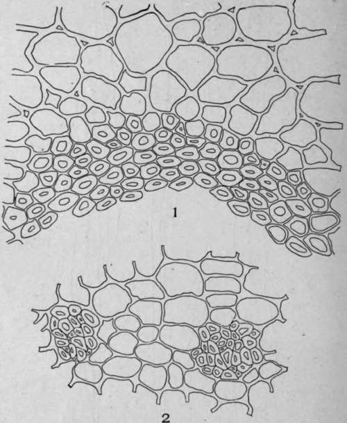 Groups of Bast Fibres.