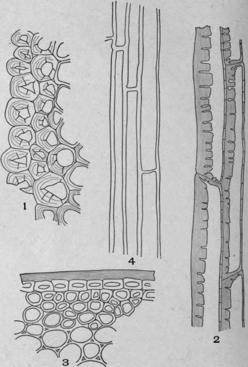 Hypodermal Cells.