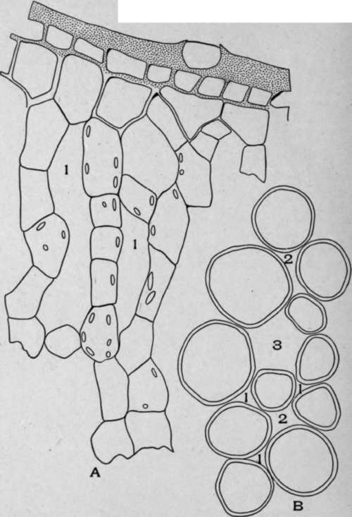 Intercellular Air Spaces.