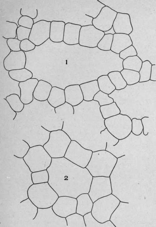 Irregular Intercellular Air Spaces.