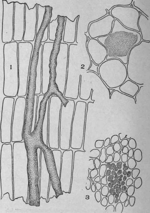 Latex Vessels.