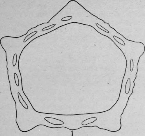 Mesocarp HistologyOfMedicinalPlants 215