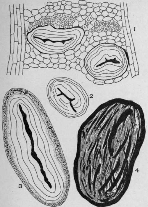 Mucilage and Resin.