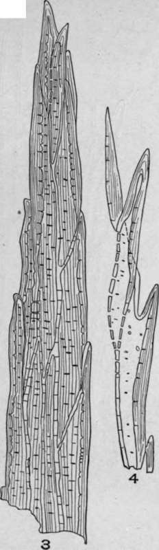 Multicellular Multiseriate Branched Hairs.