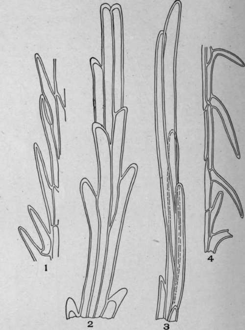 Multicellular Multiseriate Branched Hairs.
