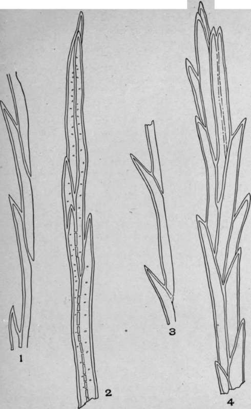 Multicellular Multiseriate Branched Hairs.