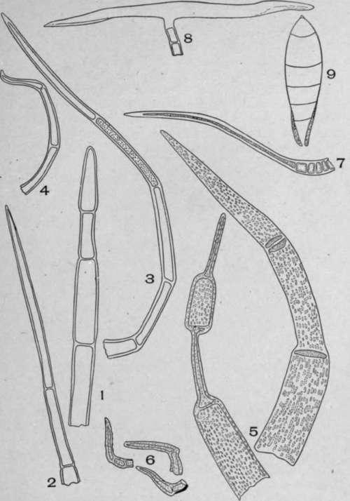 Multicellular Uniseriate Non Branched Hairs.