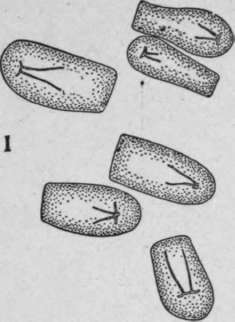 Nature Of The Hilum HistologyOfMedicinalPlants 152