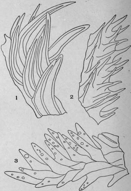 Papillae of Stigmas.