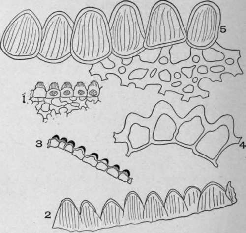 Papillae.