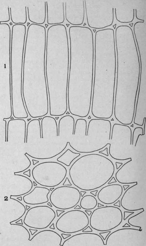 Parenchyma Cells.